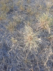 Panicum hallii