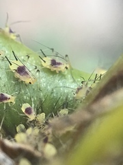 Macrosiphum