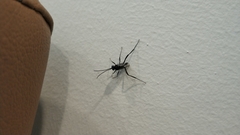 Evania appendigaster