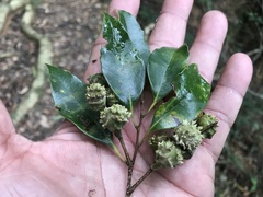 Castanopsis carlesii