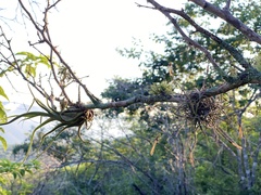 Tillandsia caput-medusae
