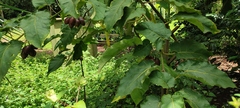Solanum betaceum