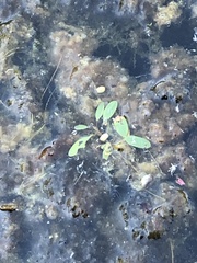 Potamogeton diversifolius