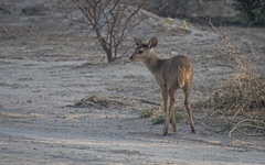 Mazama gouazoubira