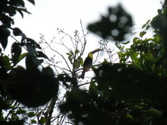 Ramphastos