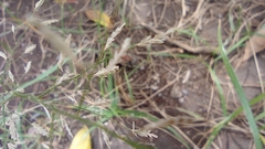 Eragrostis