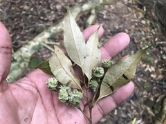 Castanopsis carlesii