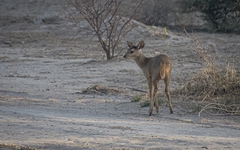 Mazama gouazoubira