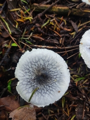 Lepiota atrodisca