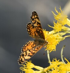 Phyciodes mylitta