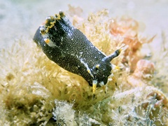 Polycera hedgpethi