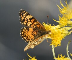 Phyciodes mylitta