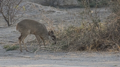 Mazama gouazoubira