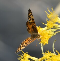 Phyciodes mylitta