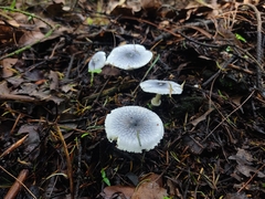 Lepiota atrodisca