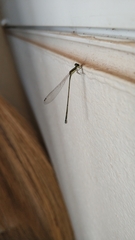 Aciagrion