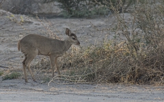 Mazama gouazoubira
