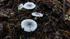Lepiota atrodisca