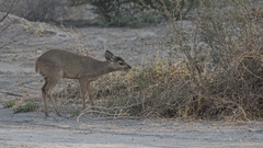 Mazama gouazoubira