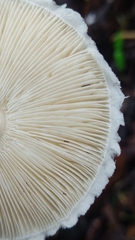 Lepiota atrodisca