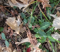 Euonymus fortunei
