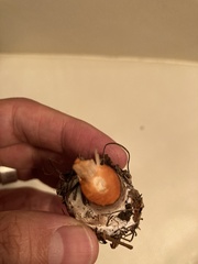 Chlorophyllum olivieri