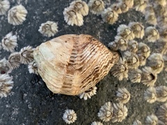 Zirfaea crispata