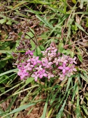 Neanotis montholonii