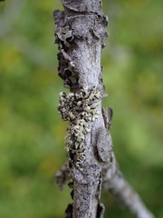 Parmeliopsis ambigua