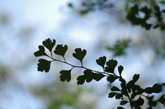 Crataegus spathulata