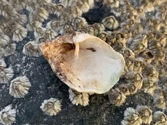 Zirfaea crispata