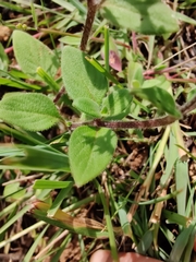 Neanotis montholonii