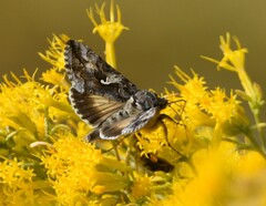 Autographa
