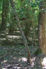 Crataegus spathulata