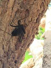 Phrynus operculatus