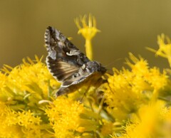 Autographa
