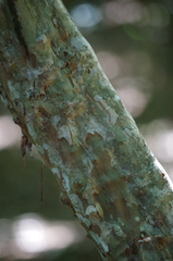 Crataegus spathulata