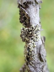 Parmeliopsis ambigua