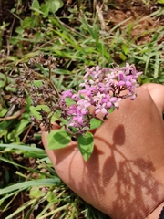 Neanotis montholonii