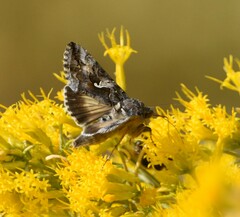 Autographa