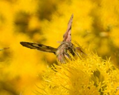 Heliothis