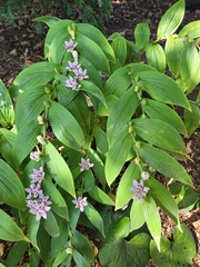 Tricyrtis formosana