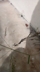 Poaceae