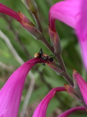 Polyrhachis ammon