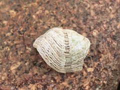 Zirfaea crispata