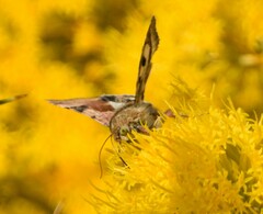 Heliothis