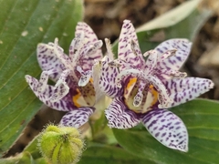 Tricyrtis formosana