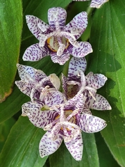 Tricyrtis formosana