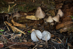 Mycena alcalina