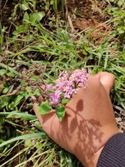 Neanotis montholonii